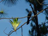 BIlder Vögel in Kuba